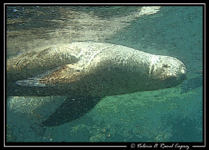 Picture taken with a Canon G9 in a sea lions colony (Cort... by Raoul Caprez 